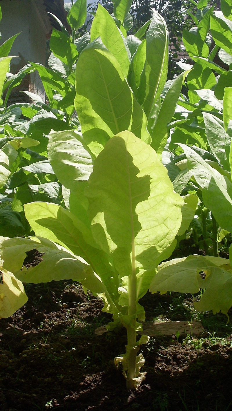 La plante de tabac, trésor de Cuba depuis l'époque précolombienne